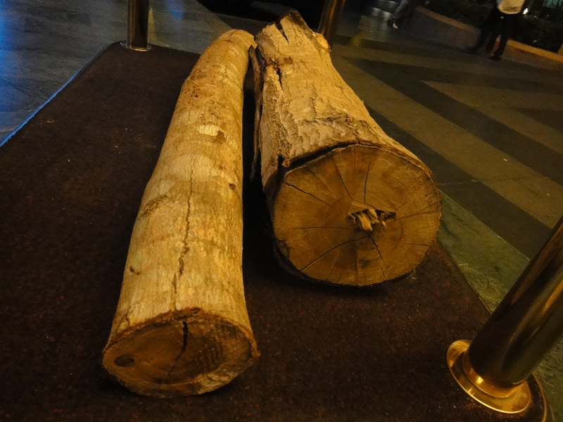 Eucalyptus wood